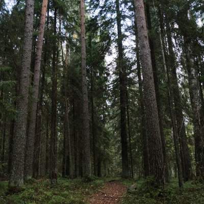 Lorem Ipsum hdas been  (1) (1) (1)